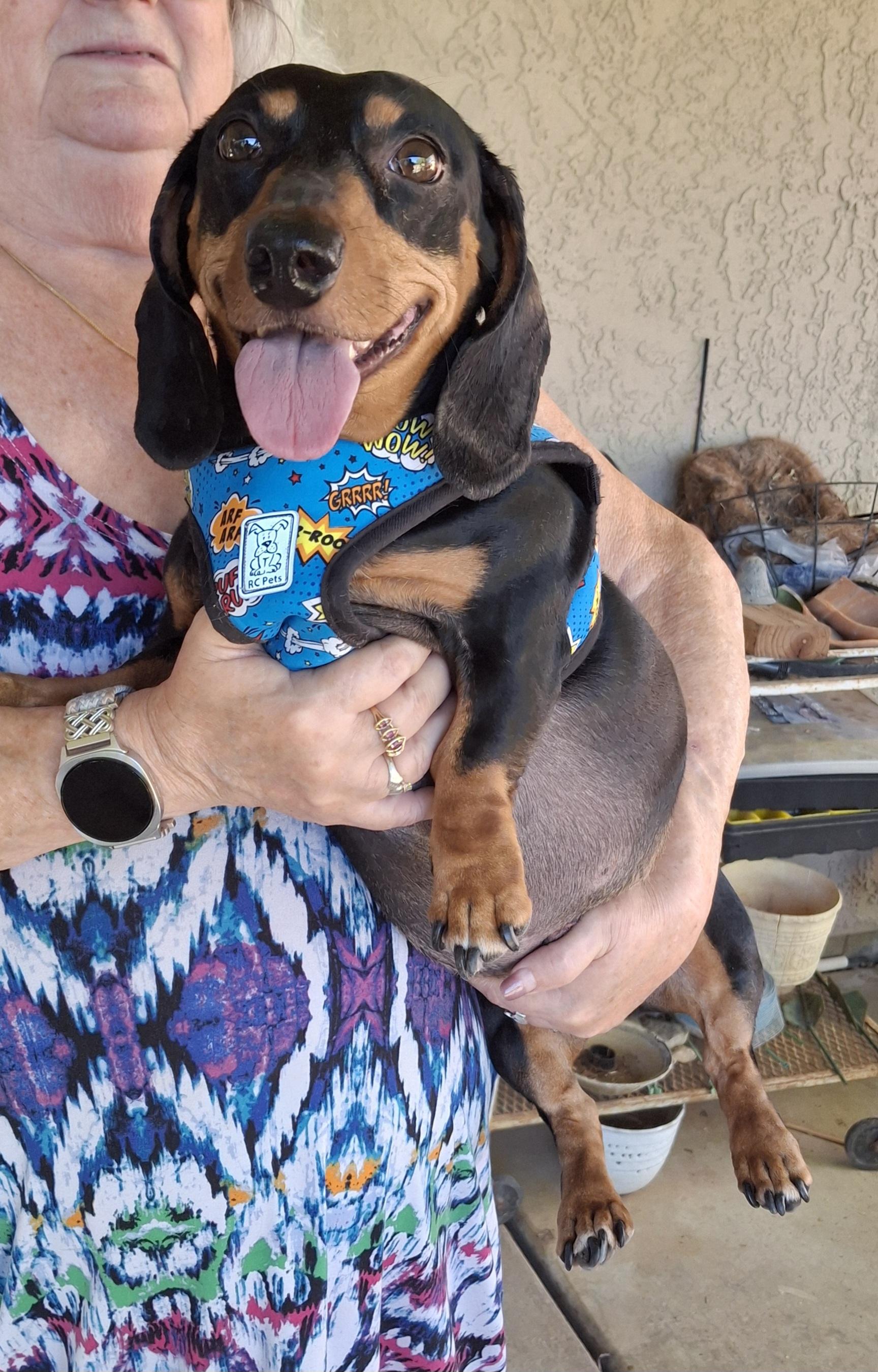 Enlarge Benjamin, a Adoptable Dachshund in Tucson, AZ image 5/6