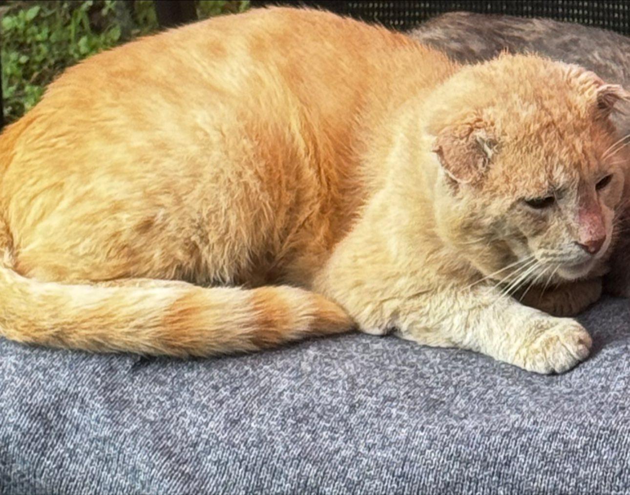 THOR - LOOK AT THAT FACE! HE'S AWESOME!, a Adoptable mixed breed in Plano, TX image 4/5