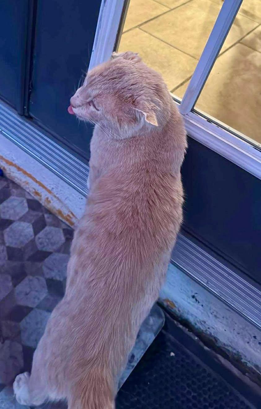 THOR - LOOK AT THAT FACE! HE'S AWESOME!, a Adoptable mixed breed in Plano, TX image 3/5