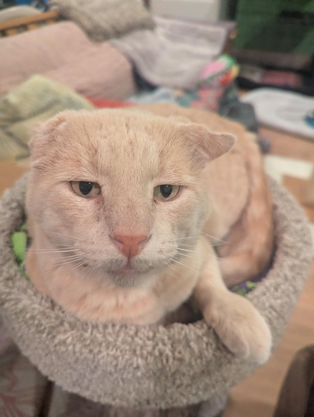 THOR - LOOK AT THAT FACE! HE'S AWESOME!, a Adoptable mixed breed in Plano, TX image 2/5