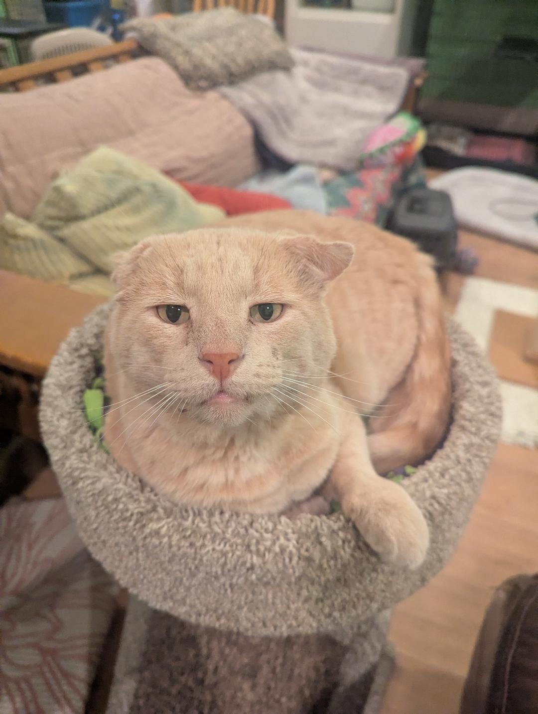 THOR - LOOK AT THAT FACE! HE'S AWESOME!, Adoptable, Adult Male Tabby & Domestic Short Hair.