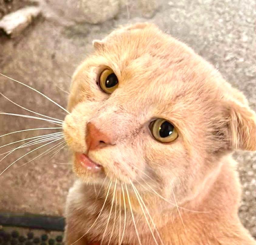 THOR - LOOK AT THAT FACE! HE'S AWESOME!, a Adoptable mixed breed in Plano, TX image 5/5