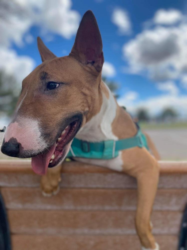 Tuli, a Adoptable Bull Terrier in Tucson, AZ image 1/6