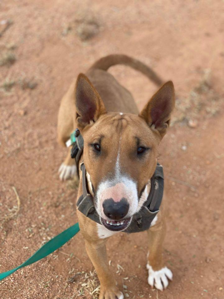 Enlarge Tuli, a Adoptable Bull Terrier in Tucson, AZ image 2/6