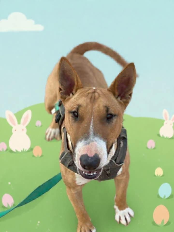 Tuli, a Adoptable Bull Terrier in Tucson, AZ image 2/6