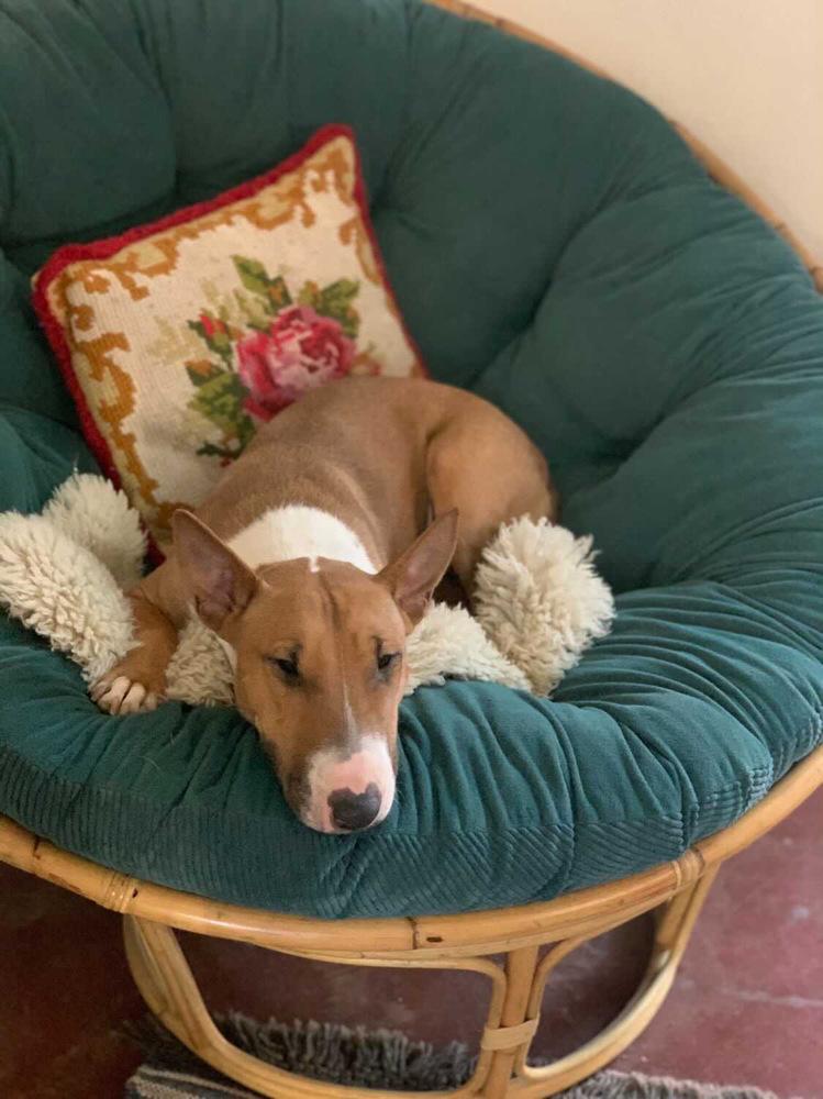 Tuli, a Adoptable Bull Terrier in Tucson, AZ image 3/6