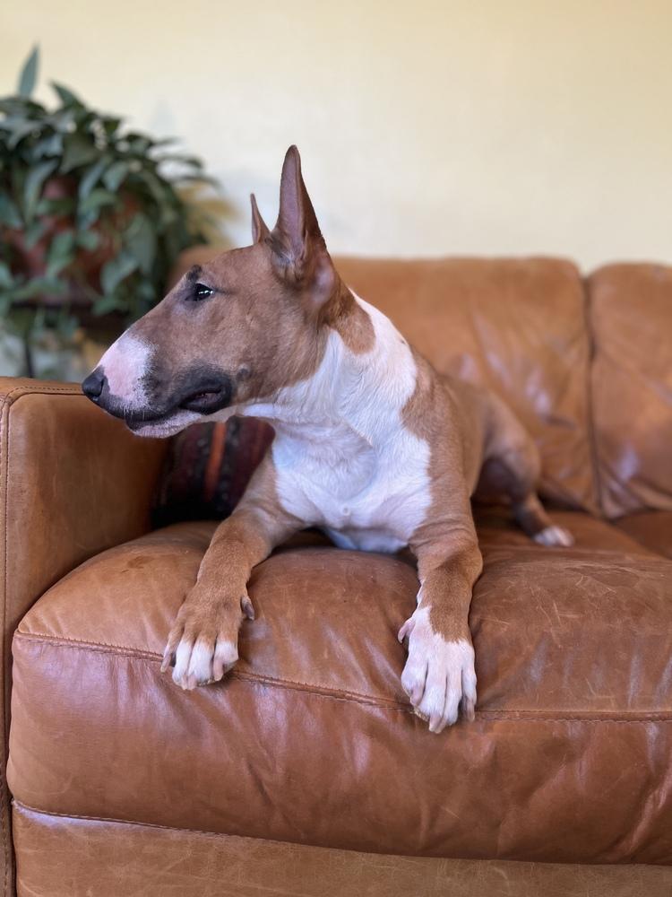 Tuli, a Adoptable Bull Terrier in Tucson, AZ image 4/6