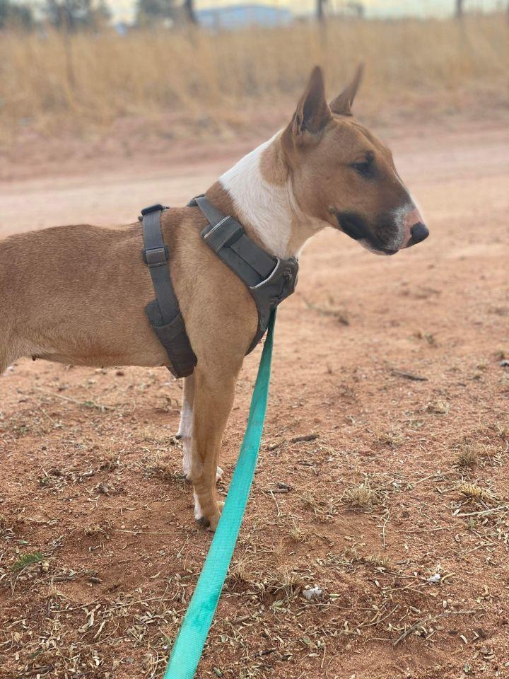 Tuli, a Adoptable Bull Terrier in Tucson, AZ image 5/6