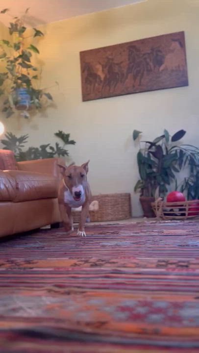 Enlarge Tuli, a Adoptable Bull Terrier in Tucson, AZ video 6/6