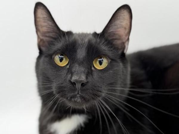 Enlarge Kakoa, a Adoptable mixed breed in Portland, OR image 1/1