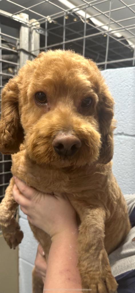 Enlarge Skippy, a Adoptable Mixed Breed in Emmett, ID image 1/1