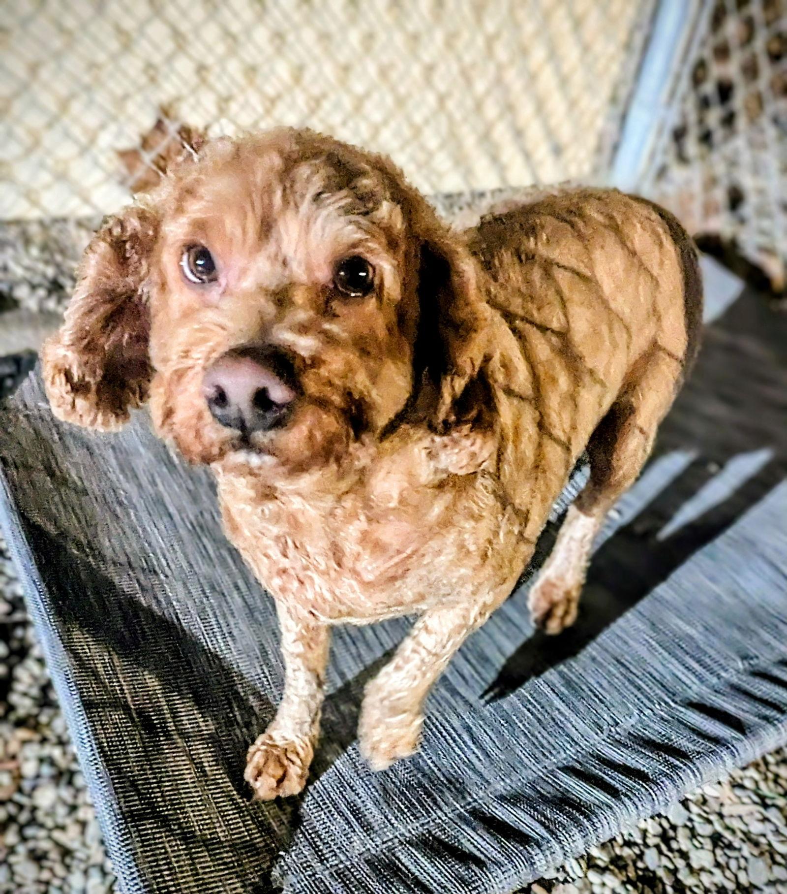 Adoption Pending - Skippy, a Adoptable Mixed Breed in Emmett, ID image 2/2