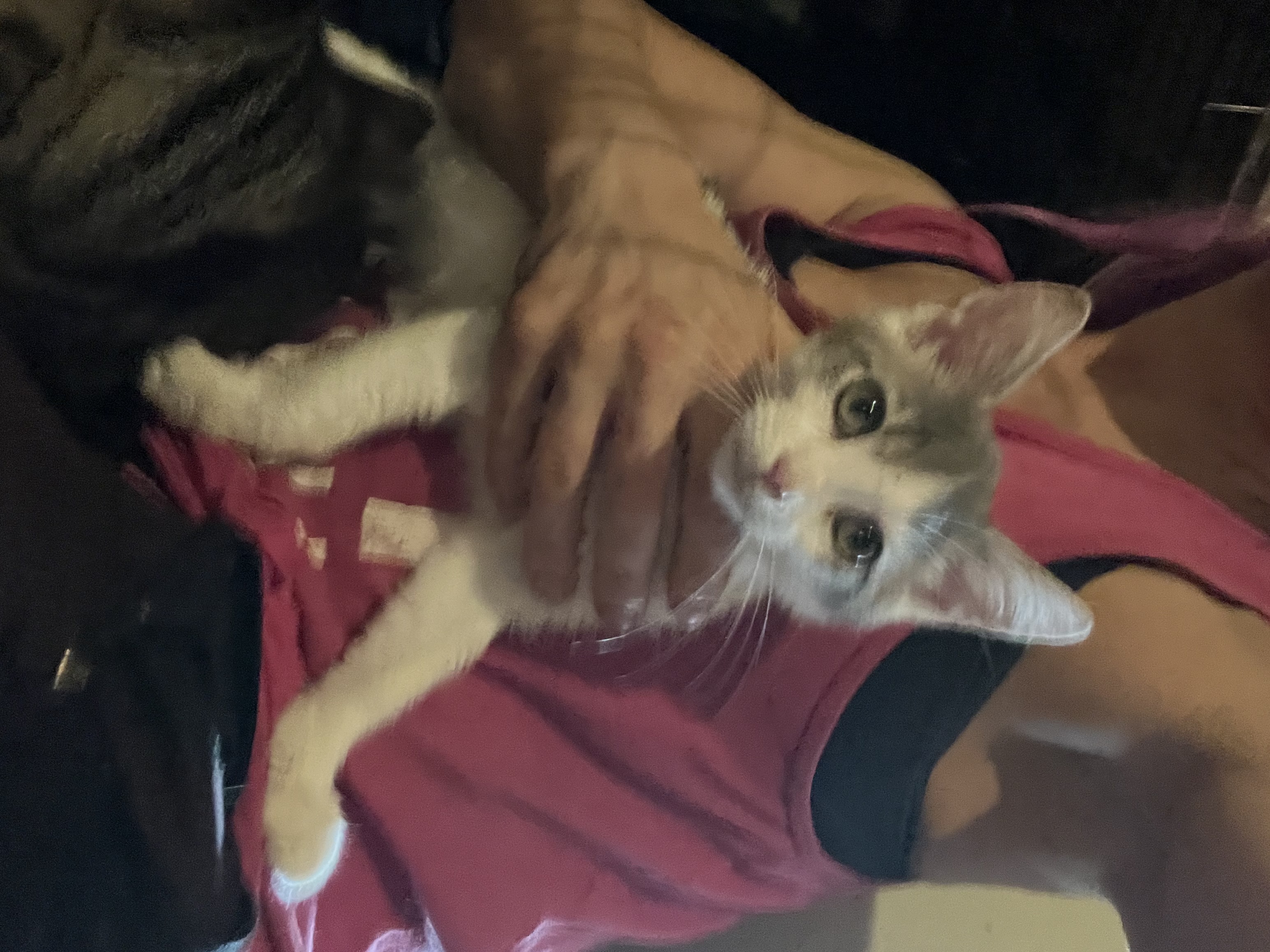 BART, Adoptable, Adult Male Tuxedo.