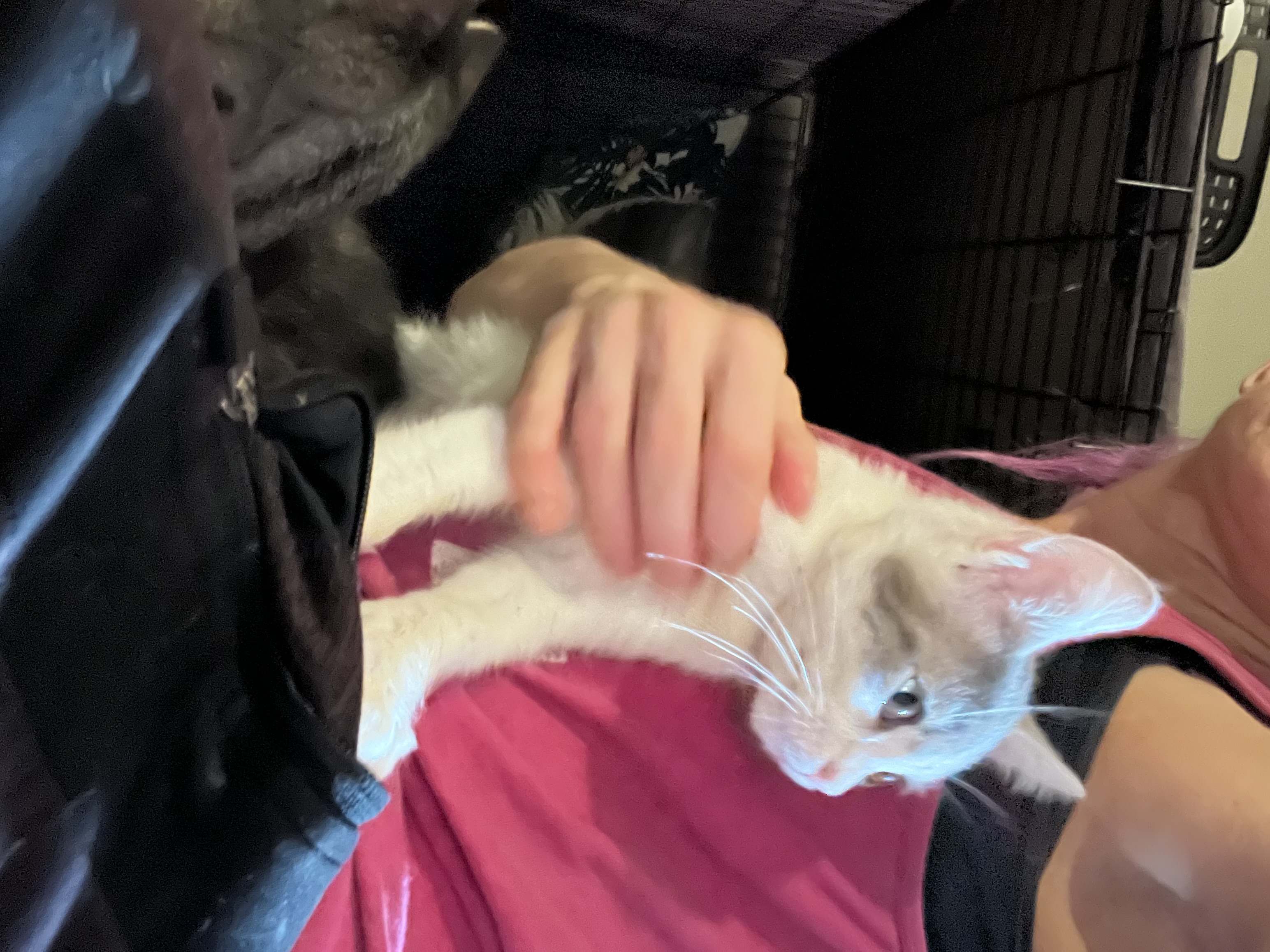 Enlarge BART, a Adoptable Tuxedo in Newark valley, NY image 2/4