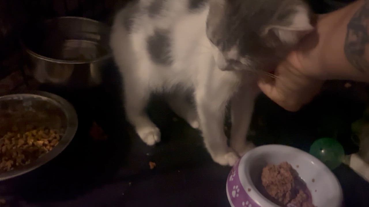 Enlarge BART, a Adoptable Tuxedo in Newark valley, NY video 4/4