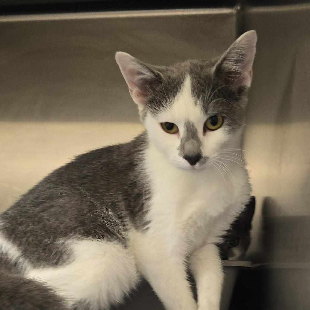 Enlarge Whisper, a Adoptable Domestic Short Hair in Chapel Hill, NC image 1/2