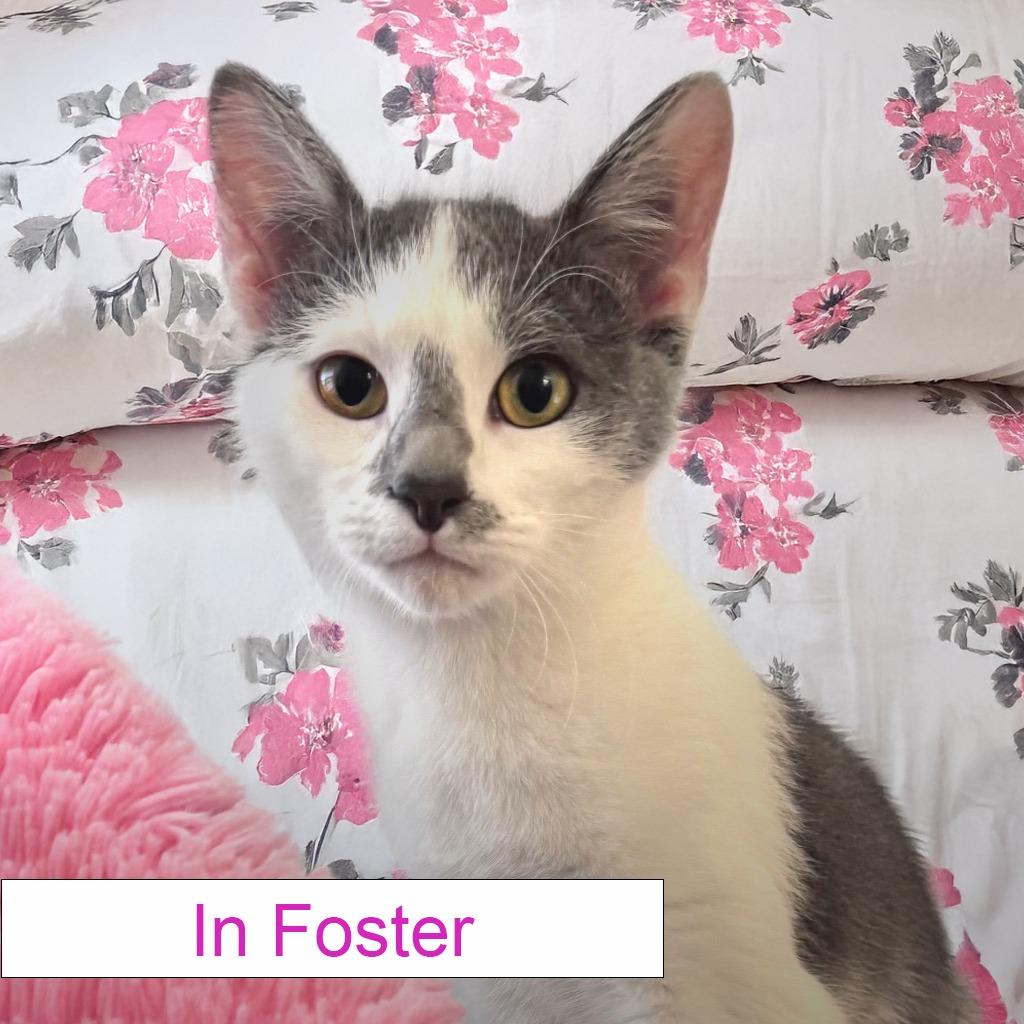 Enlarge Whisper, a Adoptable Domestic Short Hair in Chapel Hill, NC image 2/2