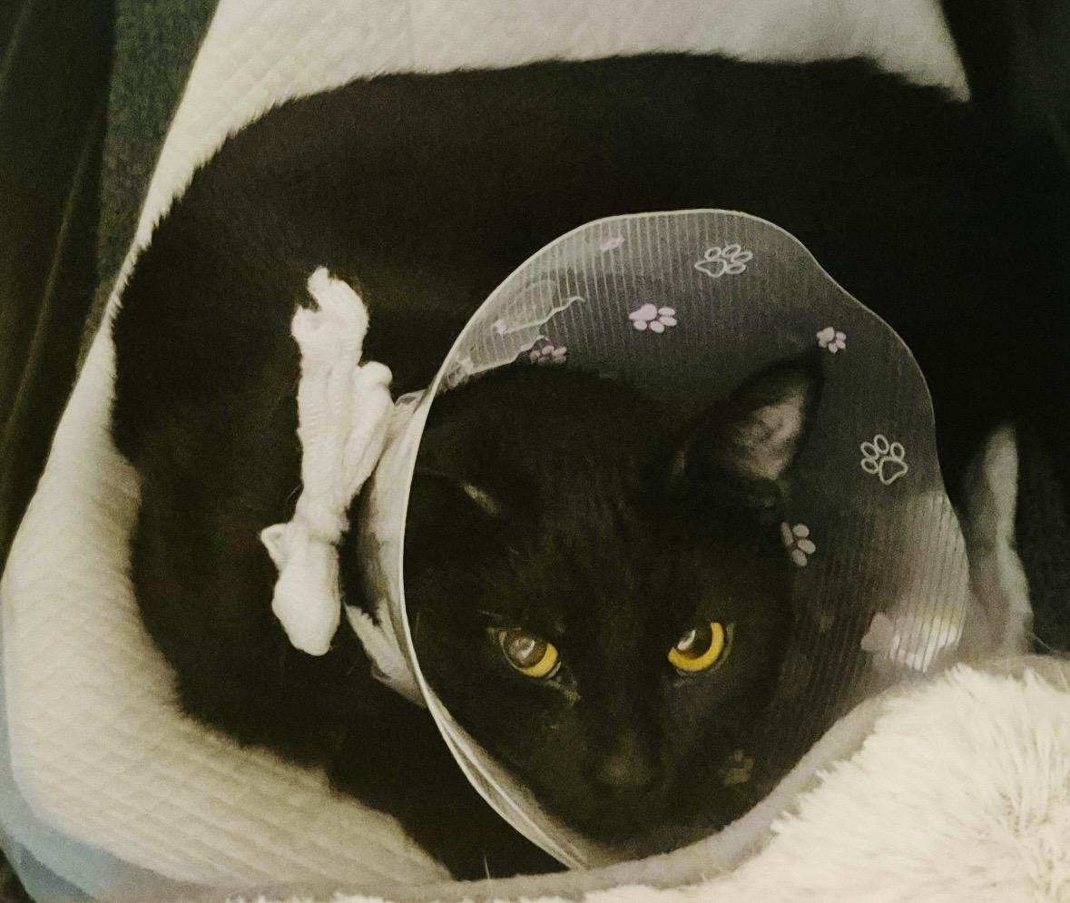 Pebble — thumbnail 3