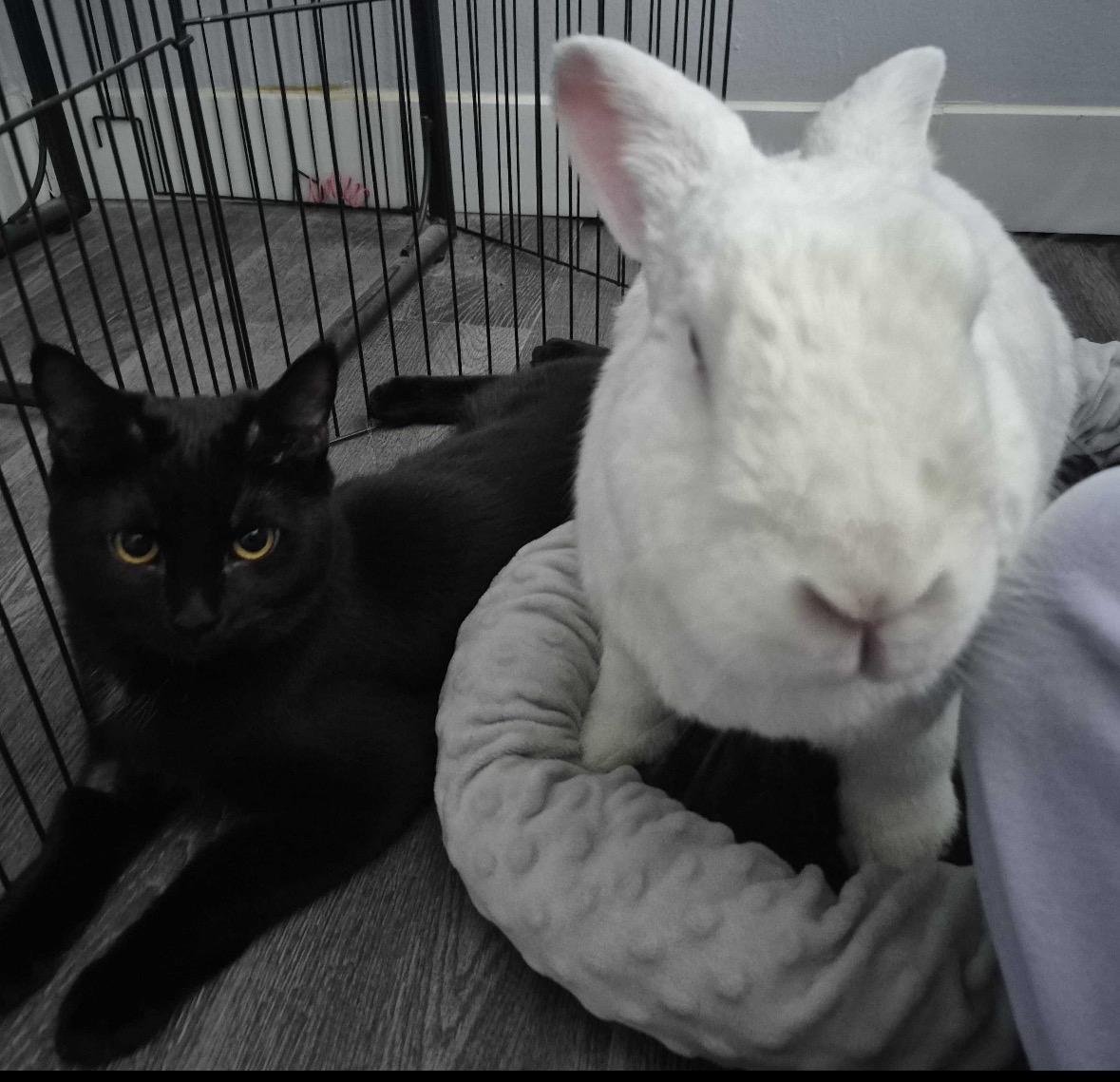 Pebble — thumbnail 4