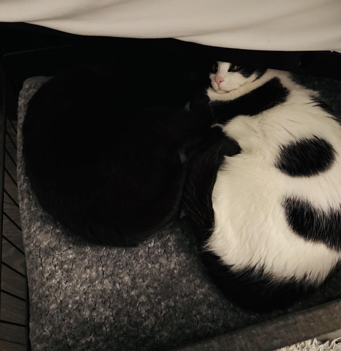 Pebble — thumbnail 5