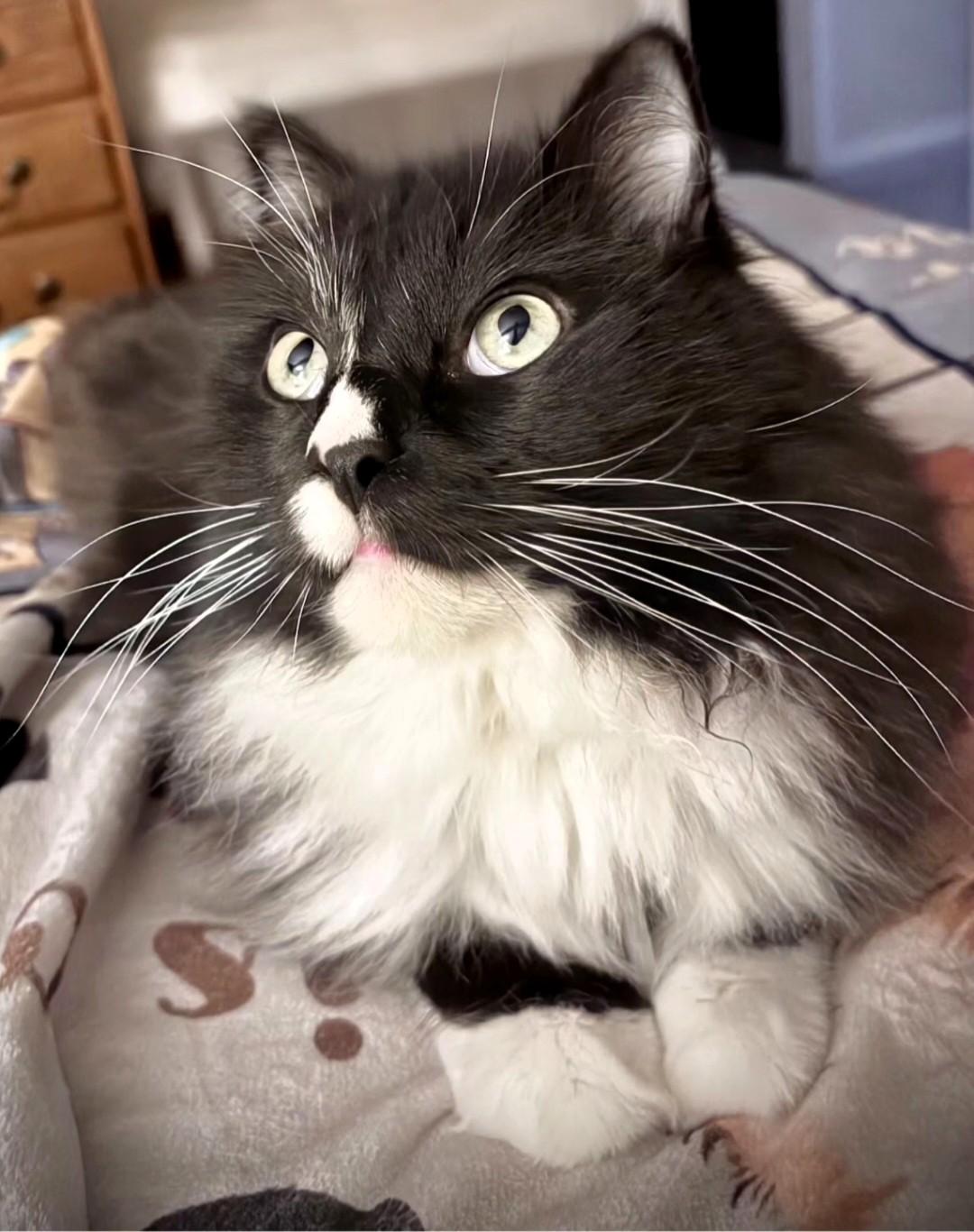 Enlarge Spatz McGee, a Adoptable Domestic Short Hair in Salt Lake City, UT image 4/5