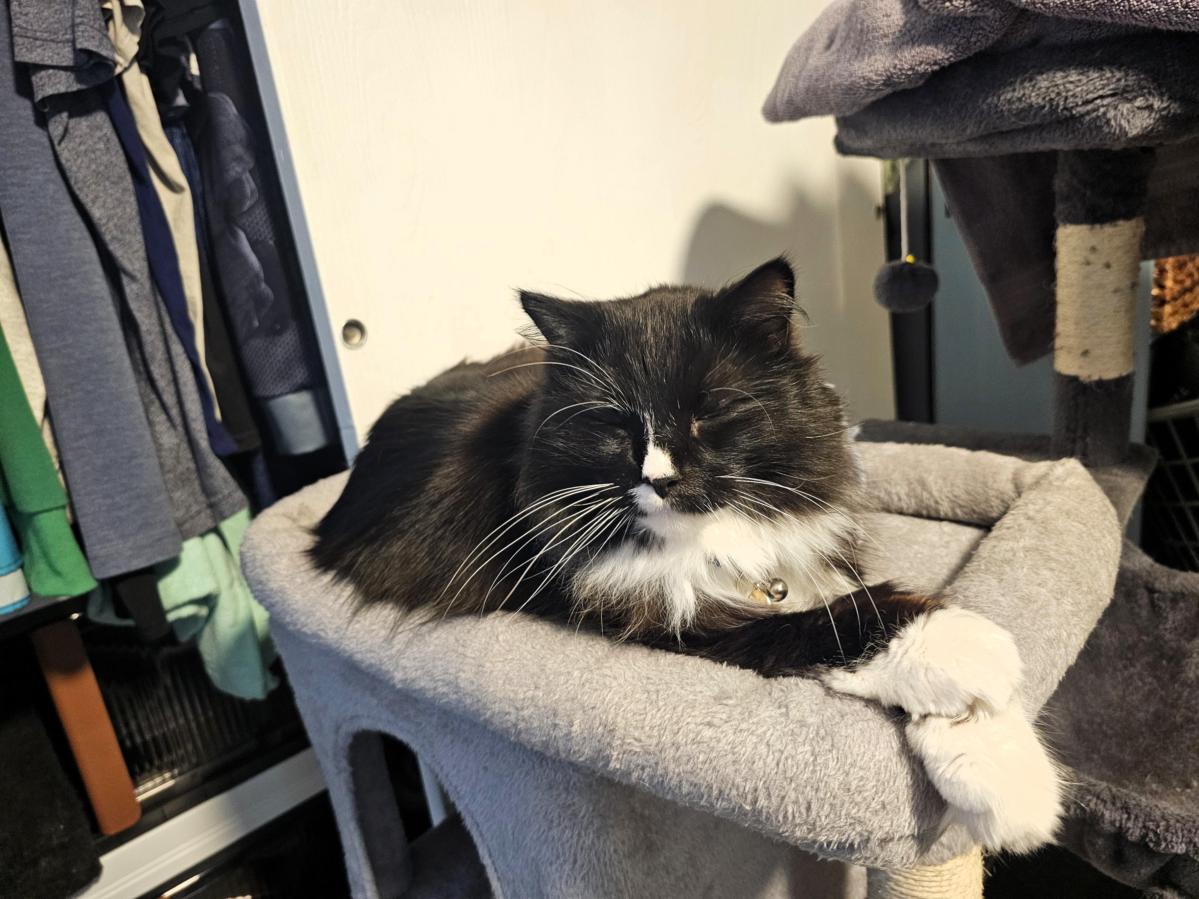 Enlarge Spatz McGee, a Adoptable Domestic Short Hair in Salt Lake City, UT image 3/5