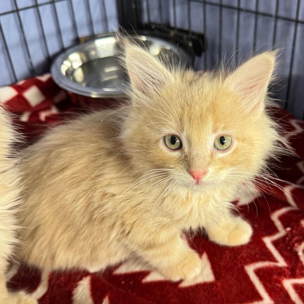 Enlarge Long hair apricot, a Adoptable Domestic Long Hair in Mount Vernon, IL image 1/1