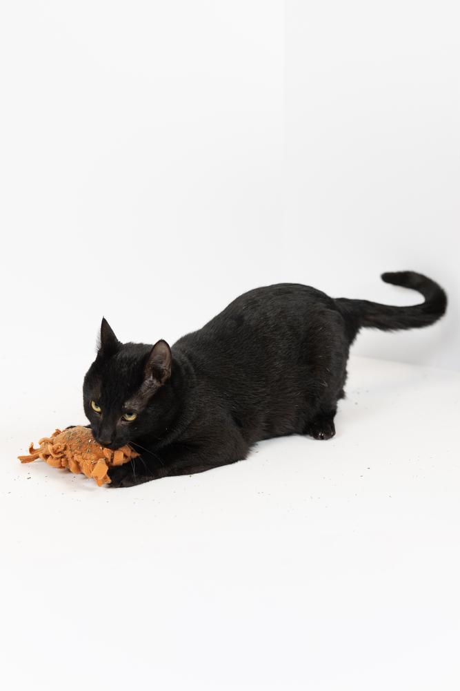 Enlarge Fin, a ADOPTABLE Domestic Short Hair in Blair, NE image 2/2