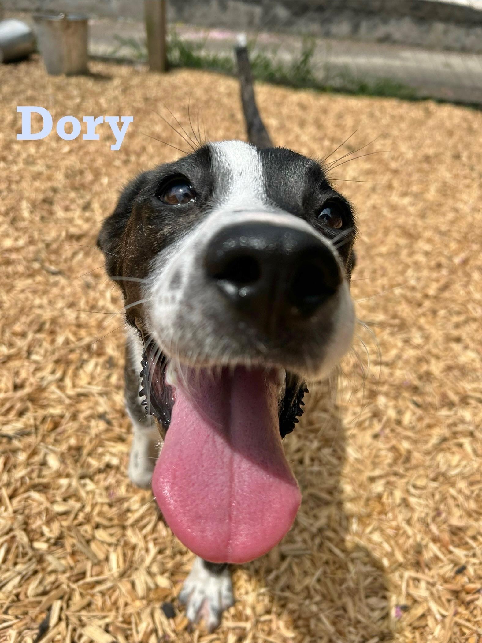 Dory
