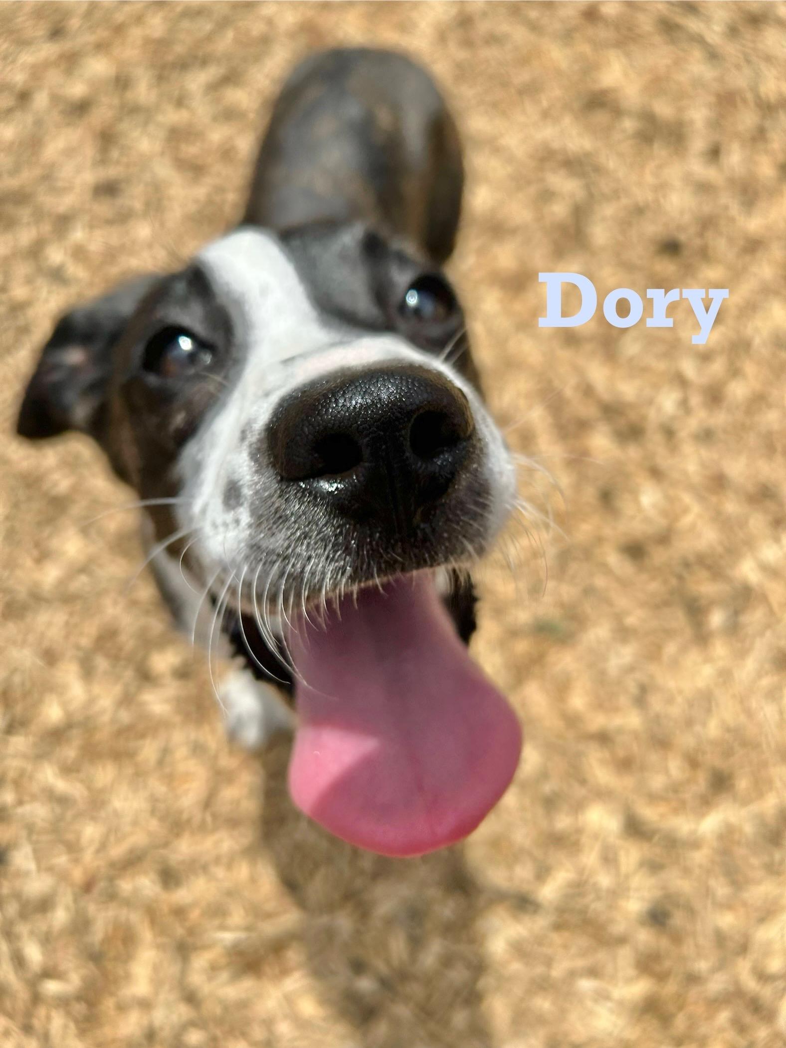 Dory