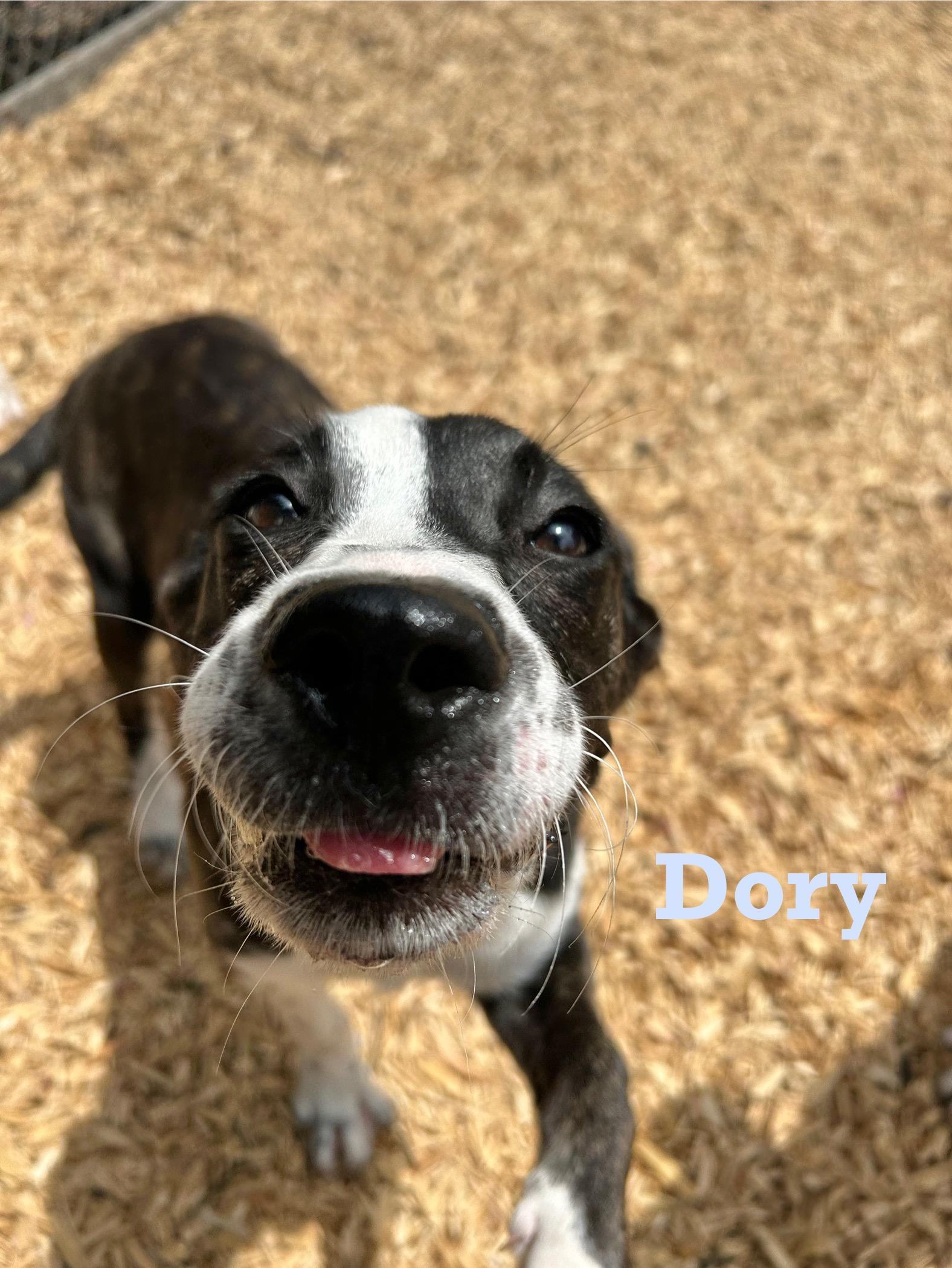 Dory