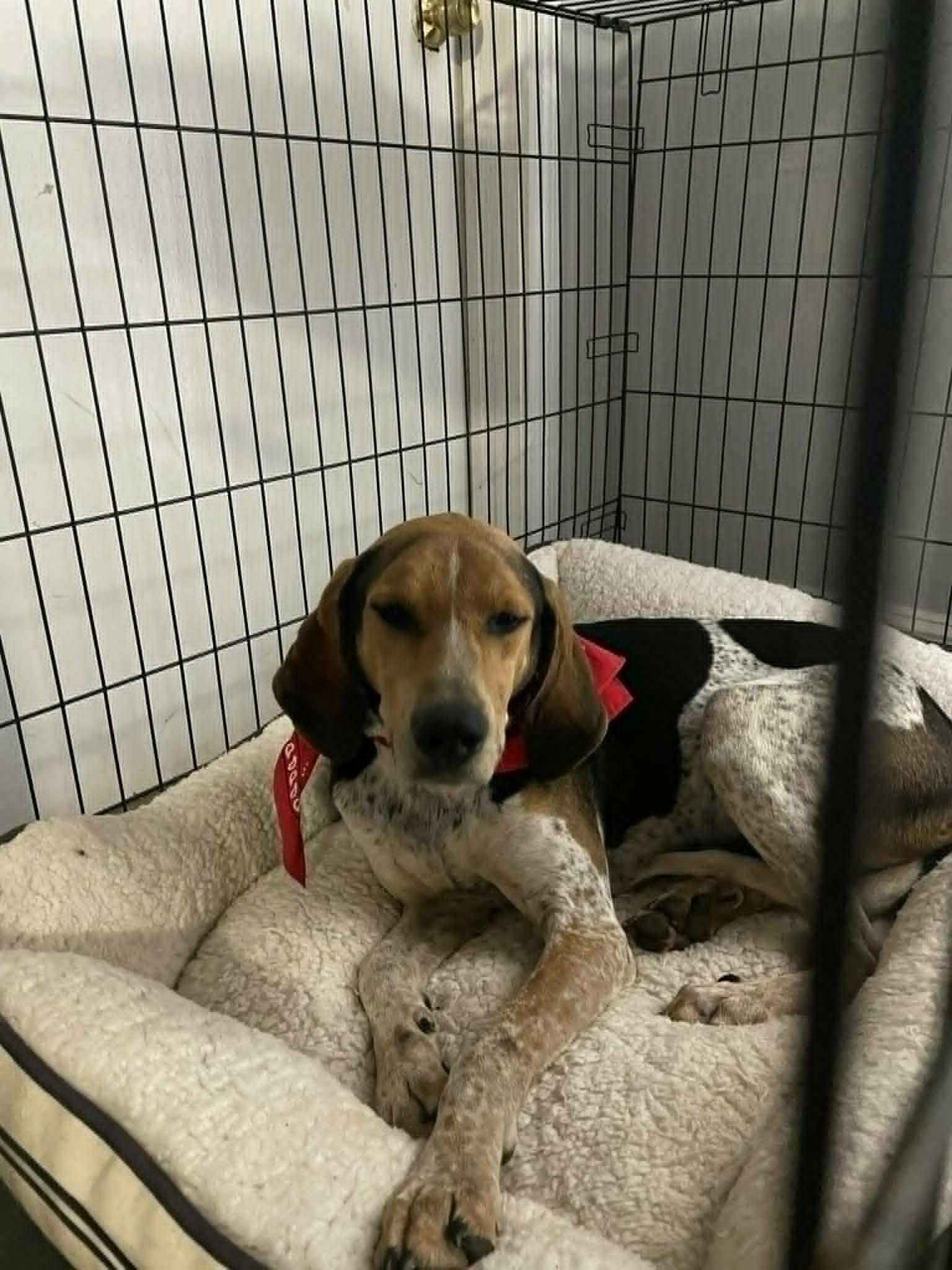 Harley, a ADOPTABLE Treeing Walker Coonhound in Anderson, SC image 2/2