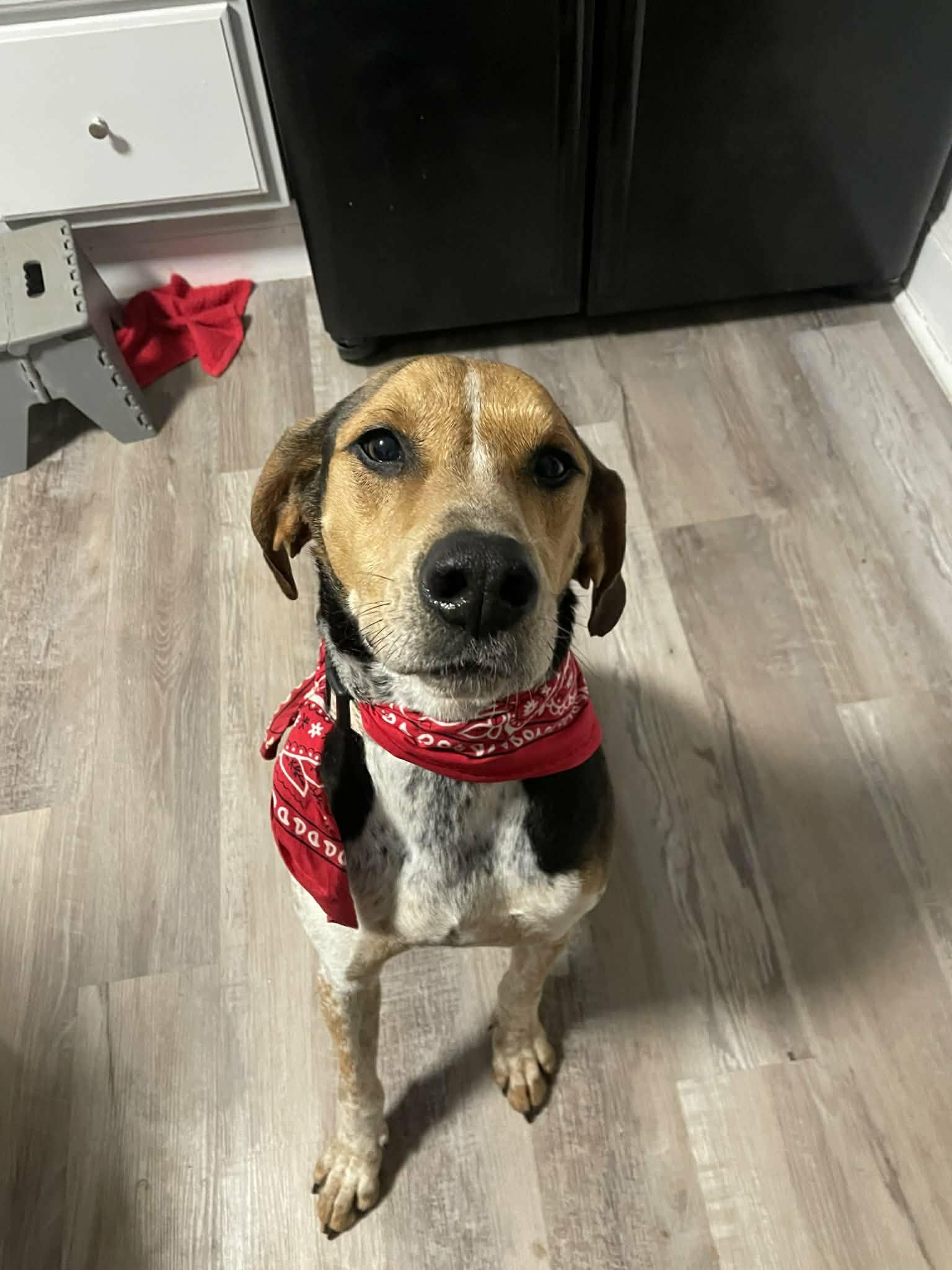 Harley, ADOPTABLE, Adult Male Treeing Walker Coonhound.