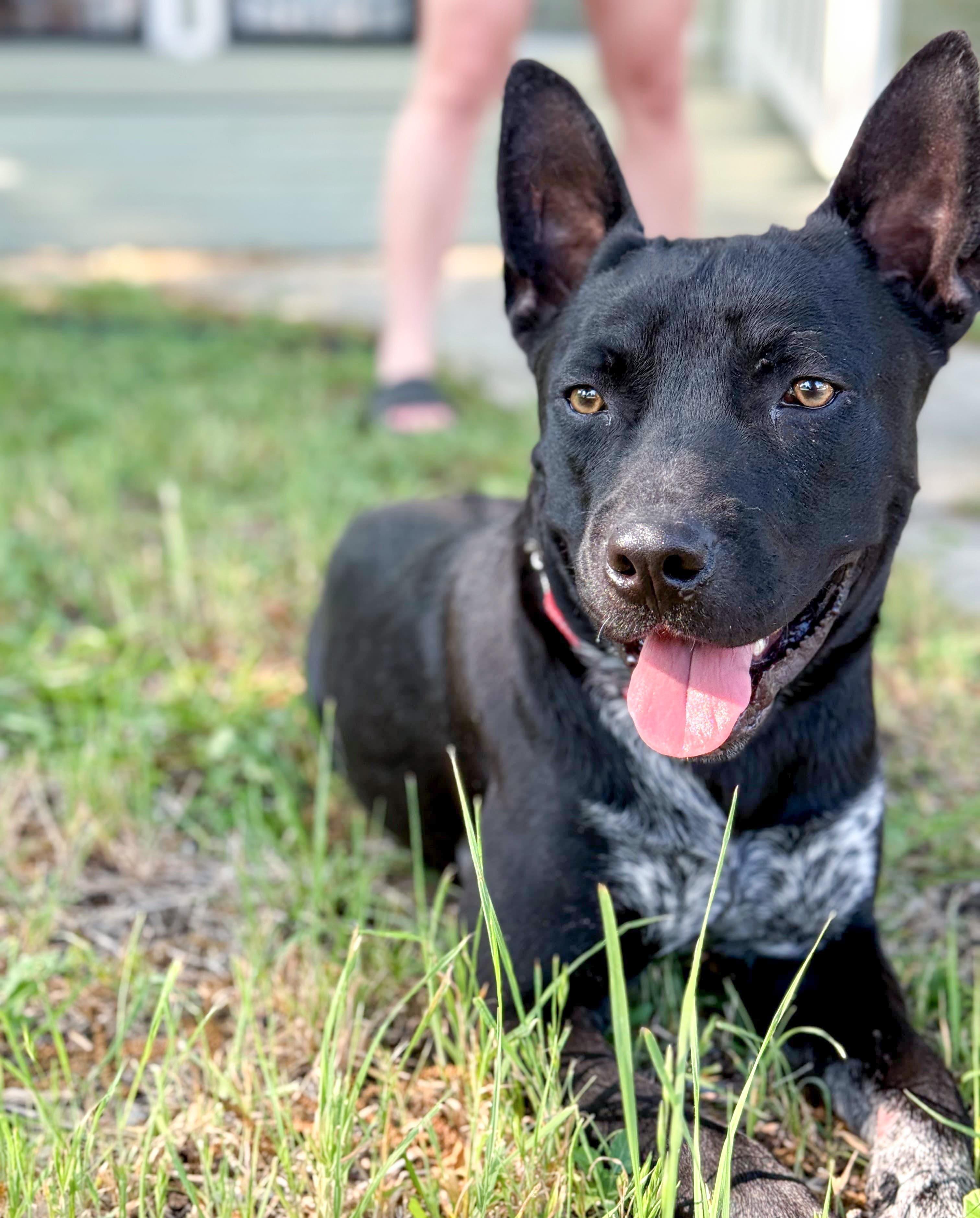 Jax, a Adoptable mixed breed in Southport, CT image 5/6