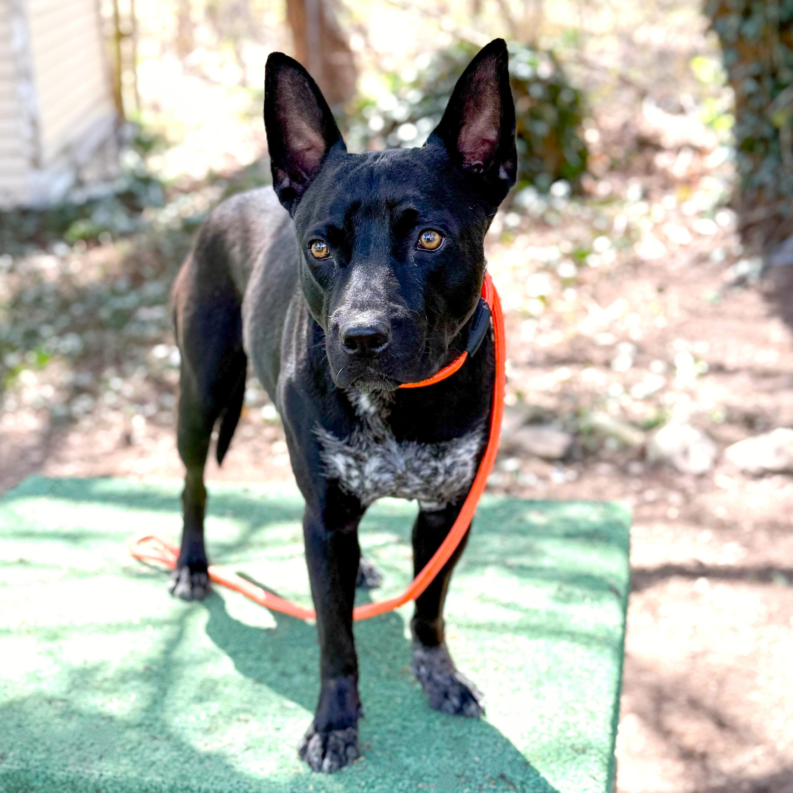Jax, a Adoptable mixed breed in Southport, CT image 3/6
