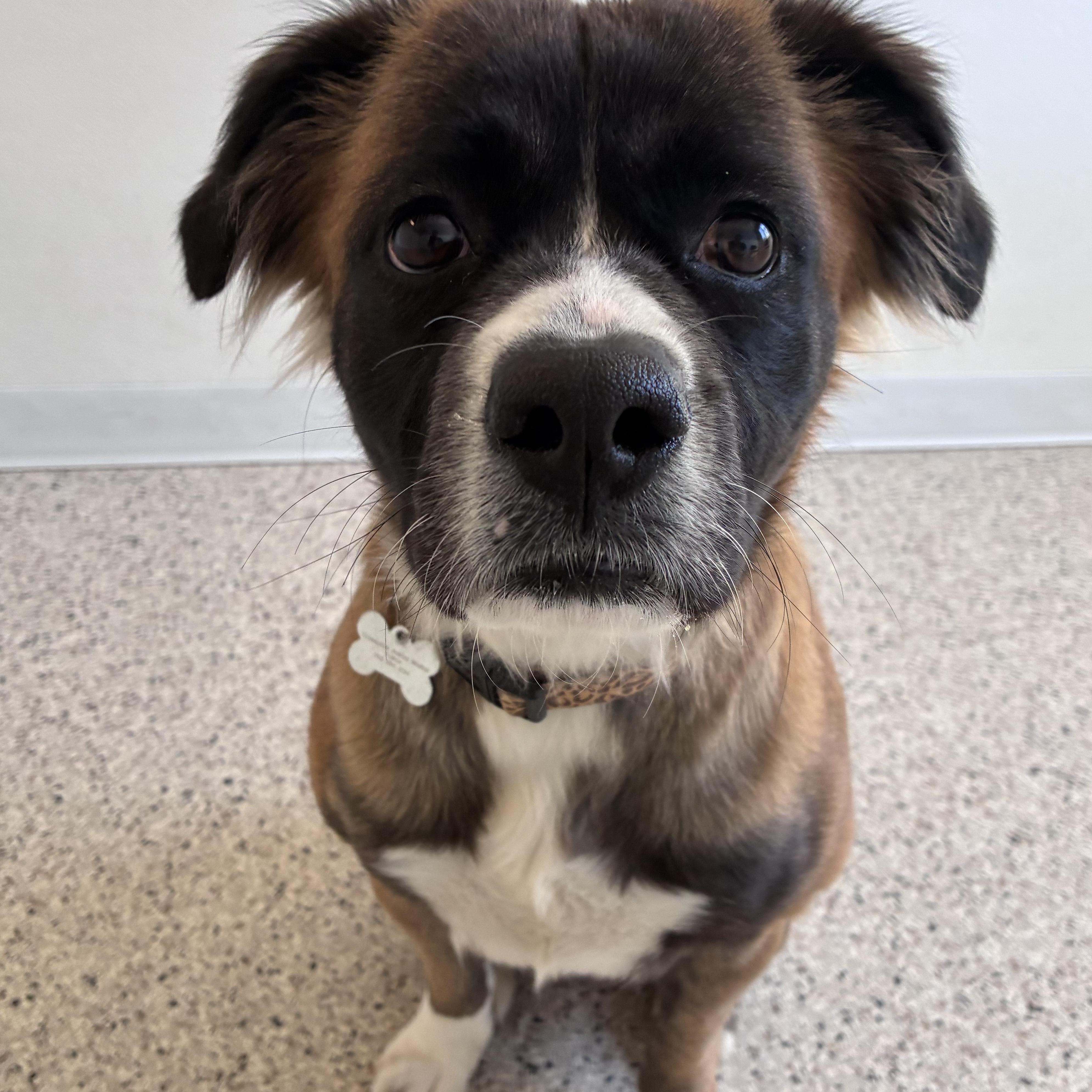 Enlarge Summer, a ADOPTABLE mixed breed in Buffalo, MN image 1/1