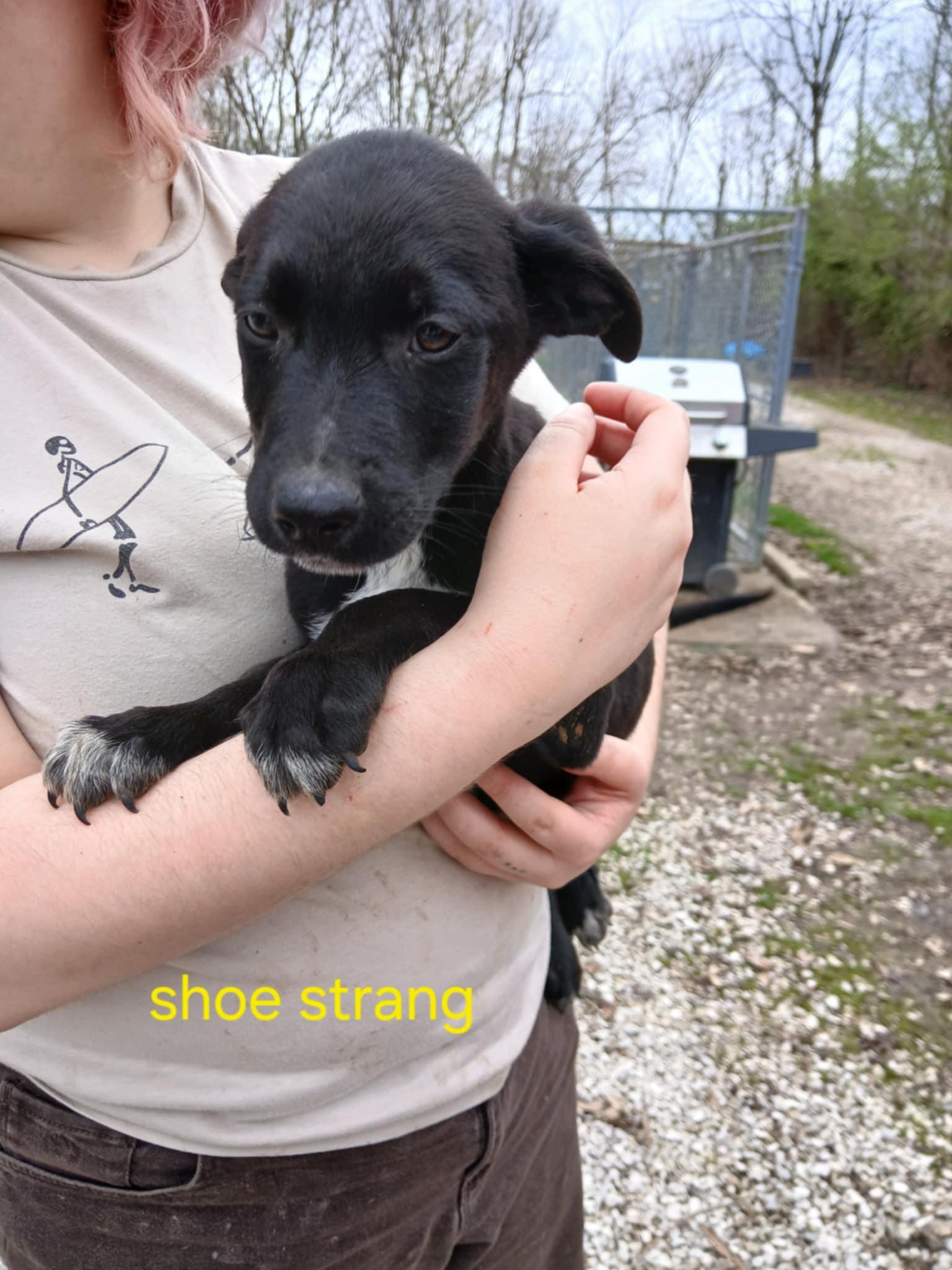Shoe String Tater