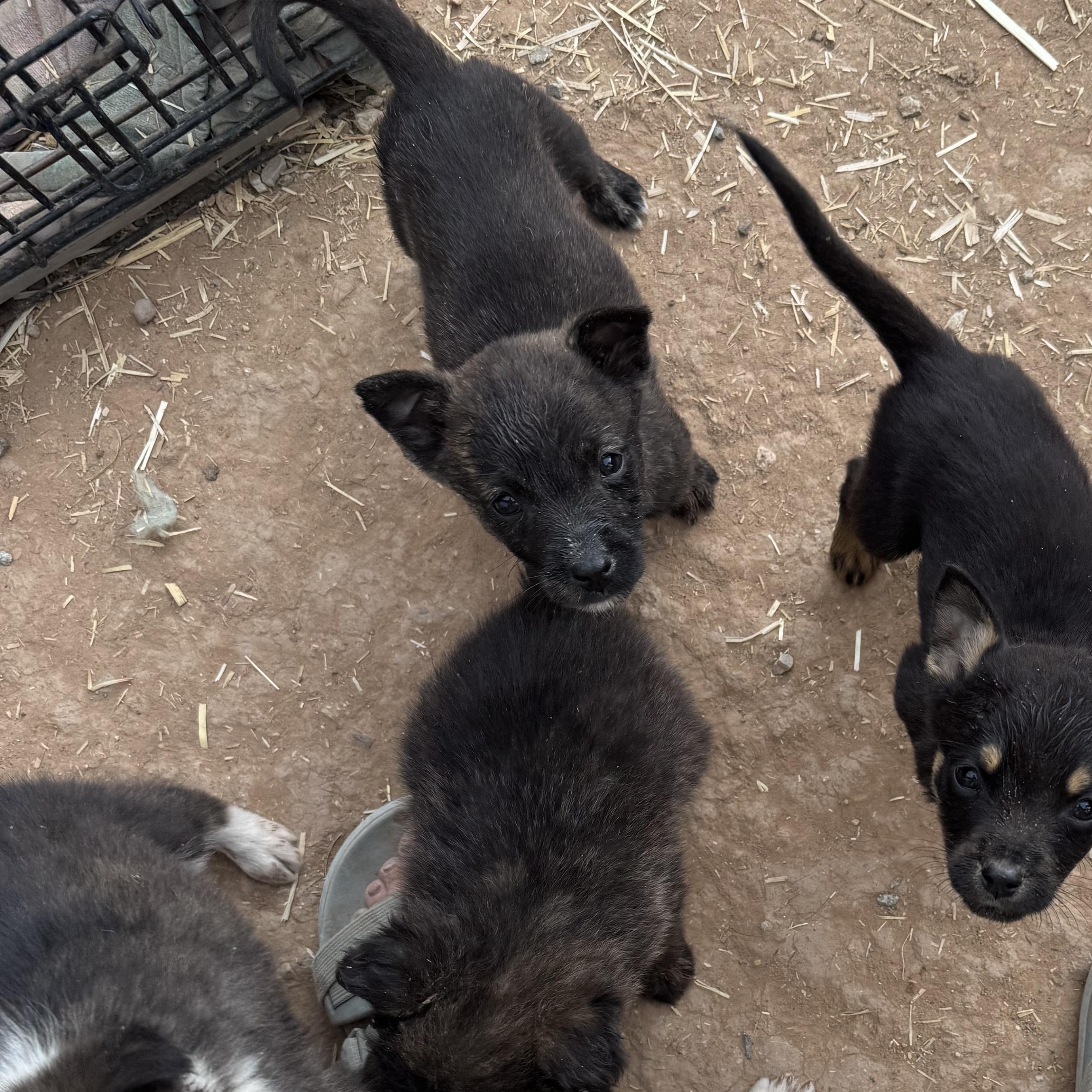 Enlarge Bartok, an adopted mixed breed in Carson, NM image 2/3