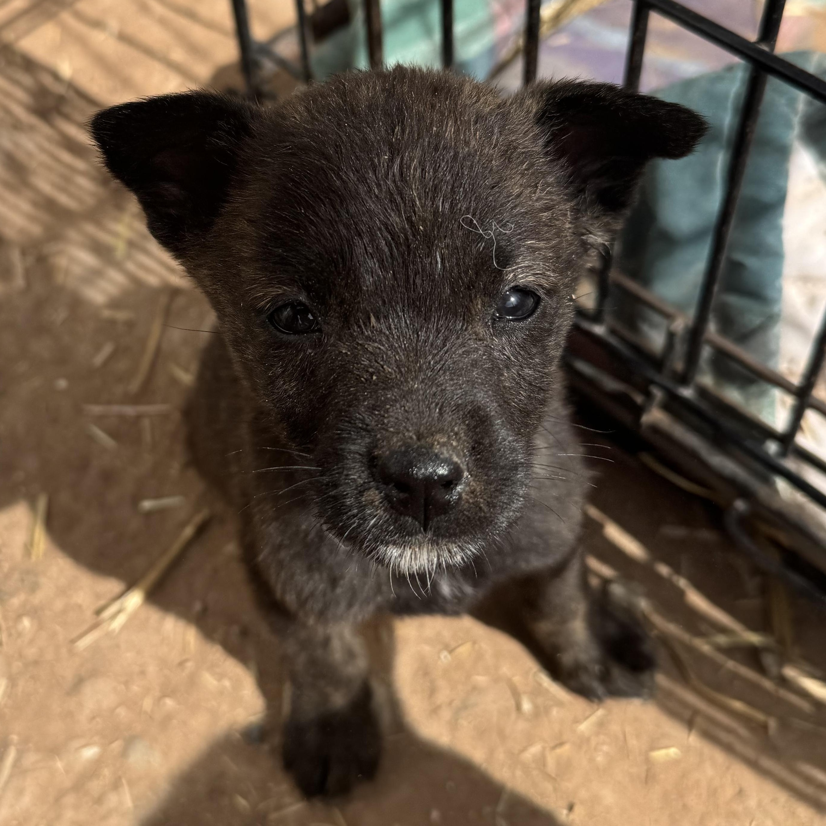 Bartok, Adoptable, Puppy Female Chow Chow.