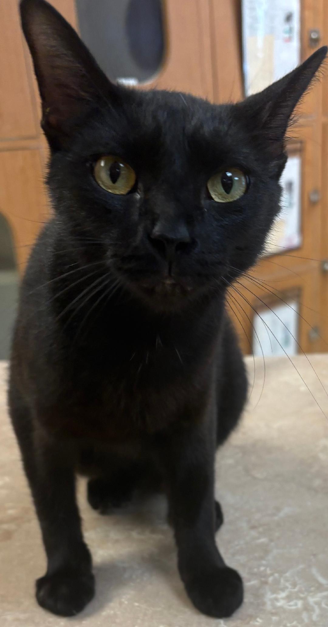 Poppi, Adoptable, Young Female Domestic Short Hair.