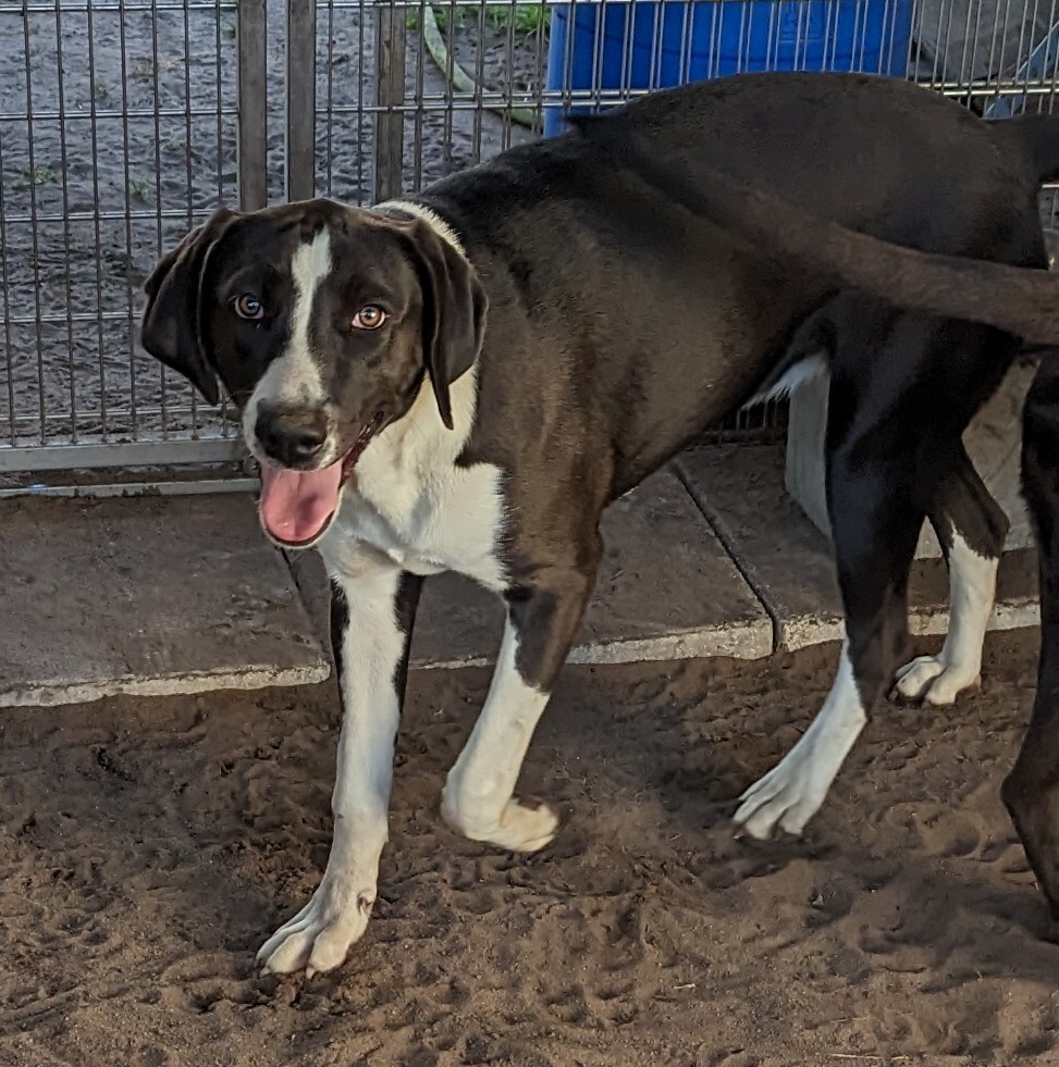 Sioux ("Sue"), Young Female Hound