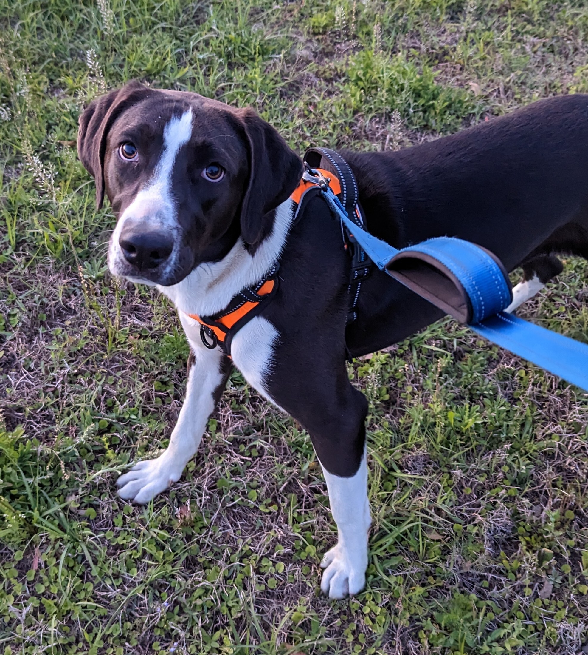 Enlarge Sioux ("Sue"), a Adoptable mixed breed in Orange Lake, FL image 2/9