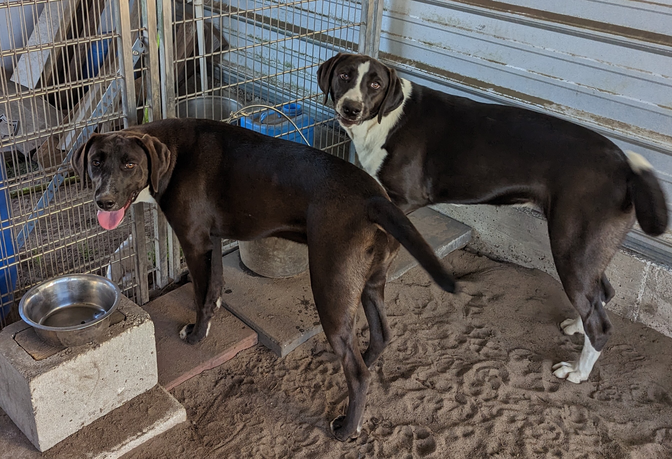 Enlarge Sioux ("Sue"), a Adoptable mixed breed in Orange Lake, FL image 3/9