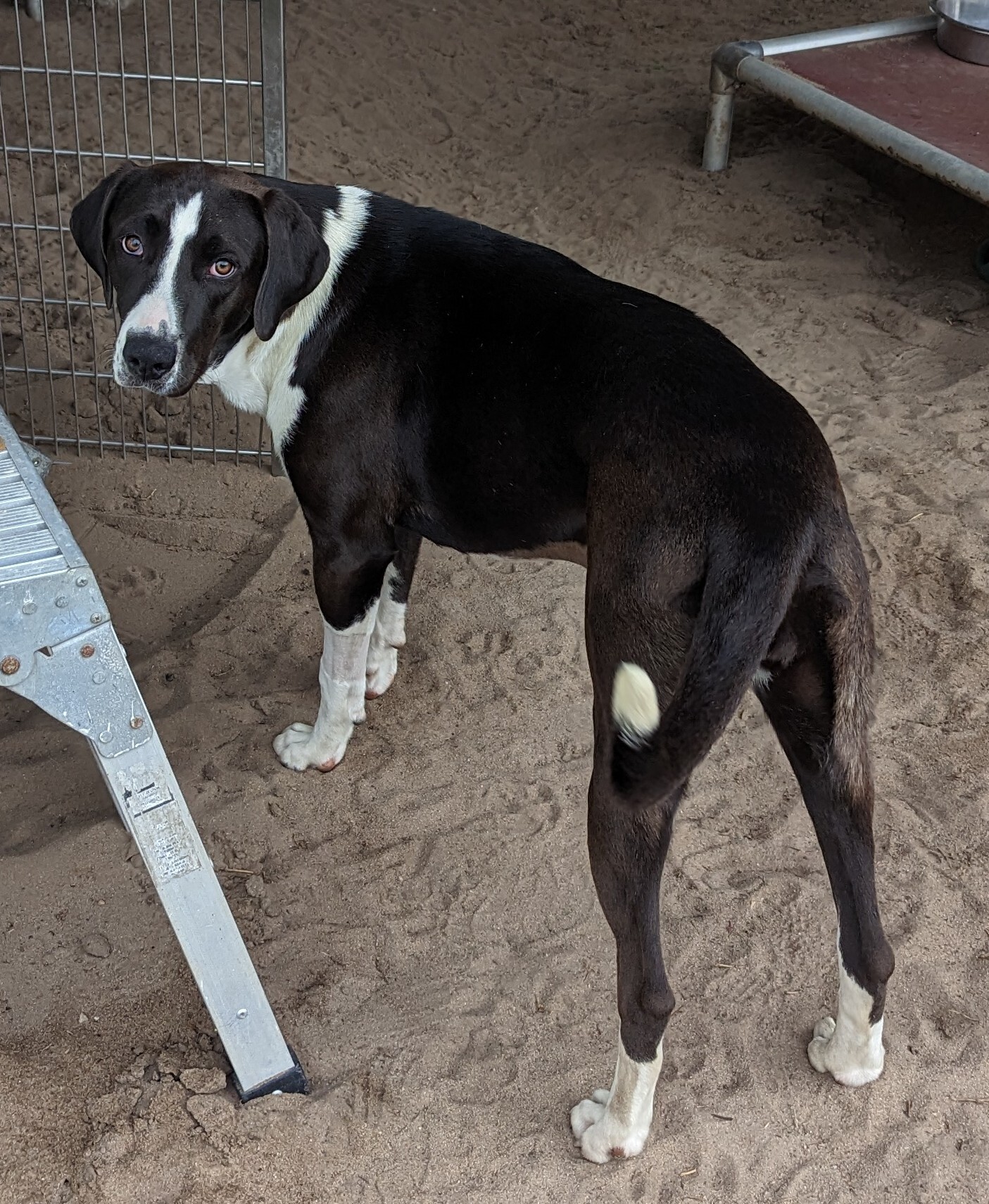 Enlarge Sioux ("Sue"), a Adoptable mixed breed in Orange Lake, FL image 4/9