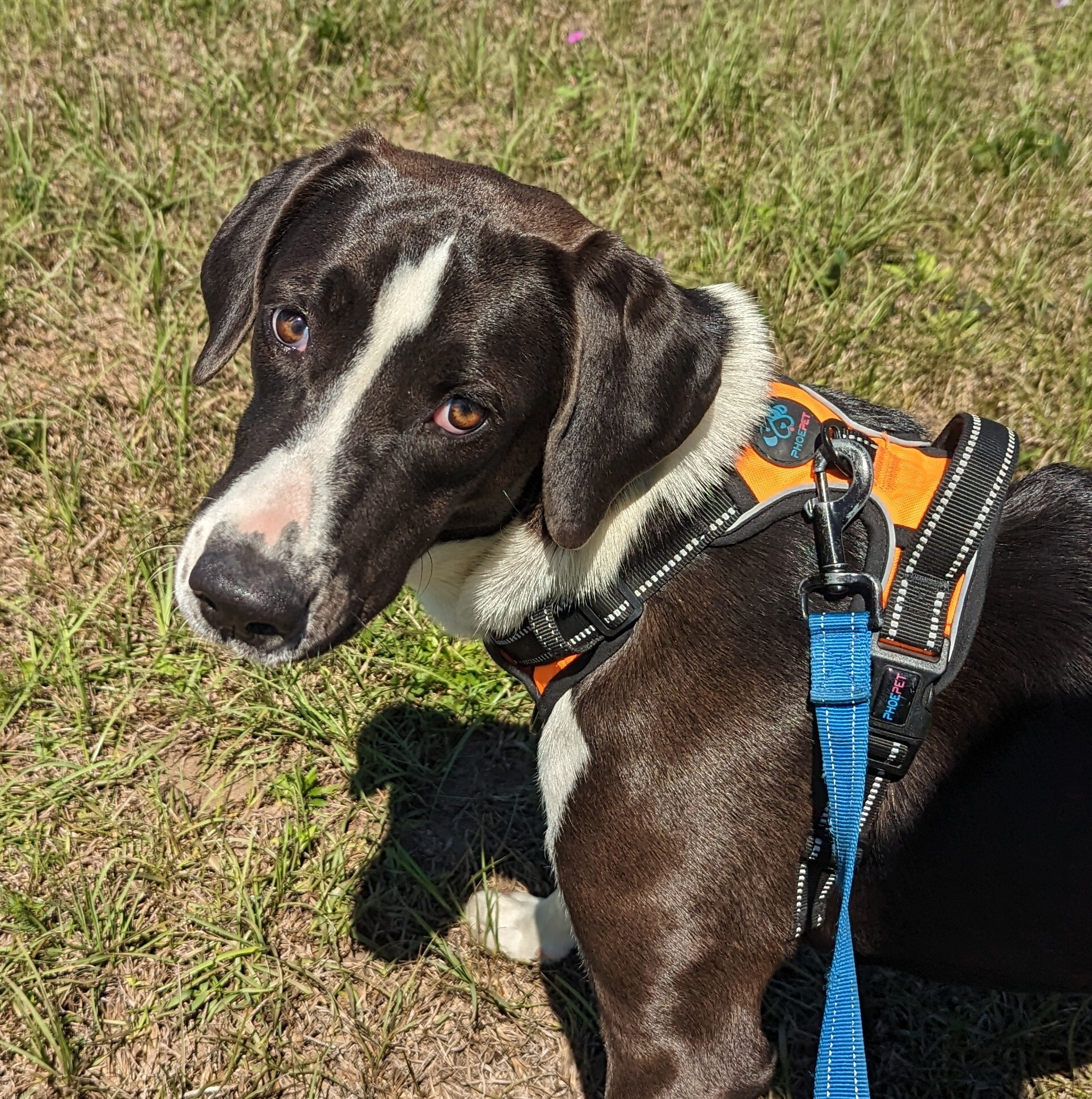 Enlarge Sioux ("Sue"), a Adoptable mixed breed in Orange Lake, FL image 5/9