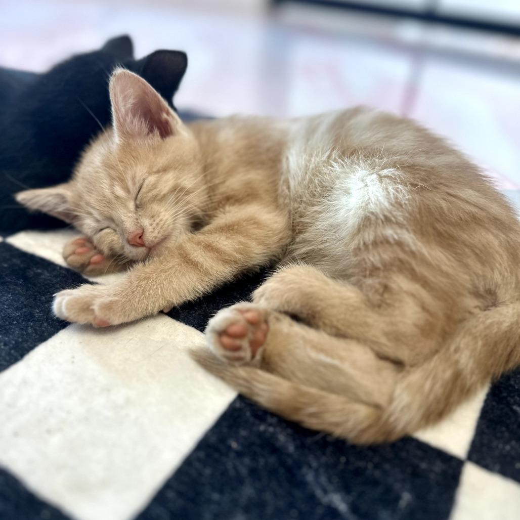 Enlarge Apple Jacks, a Adoptable Domestic Short Hair in Forest Park, IL image 1/1