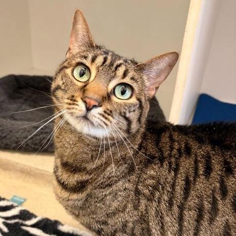 Enlarge Sienna, a Adoptable Domestic Short Hair in Marshall, VA image 1/2