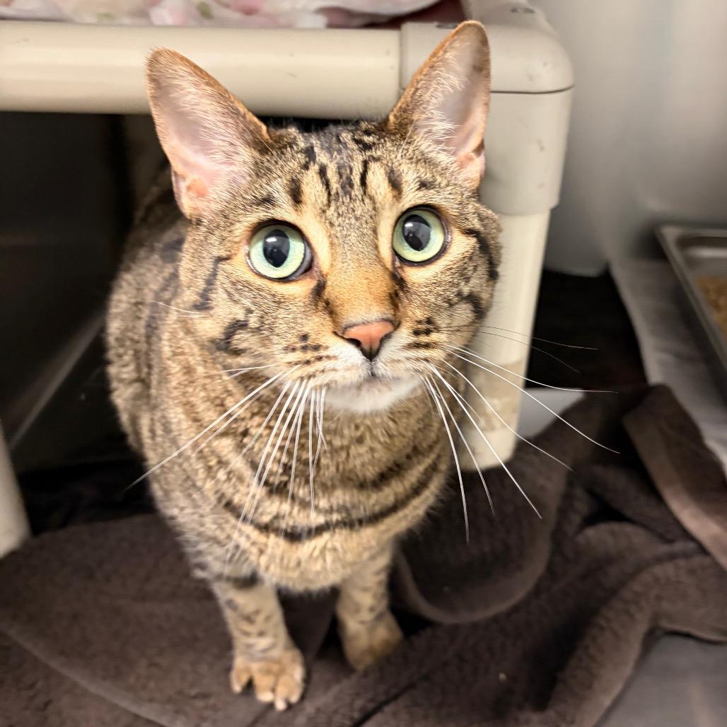 Enlarge Sienna, a Adoptable Domestic Short Hair in Marshall, VA image 2/2