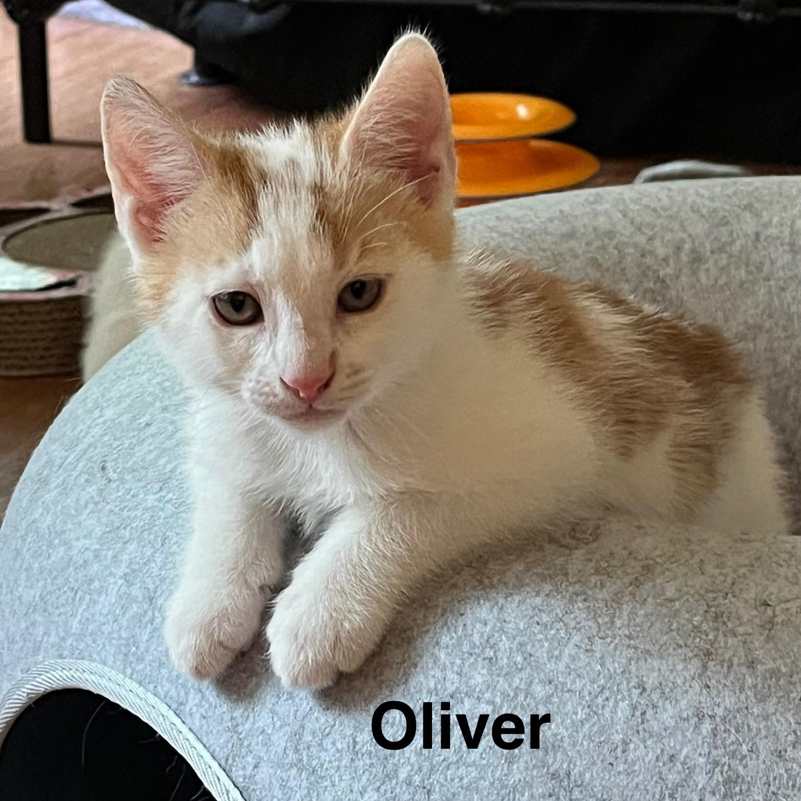 Ruby & Oliver photo 2