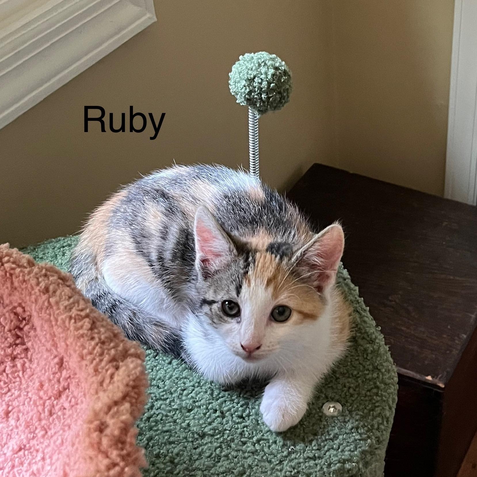 Ruby & Oliver photo 3